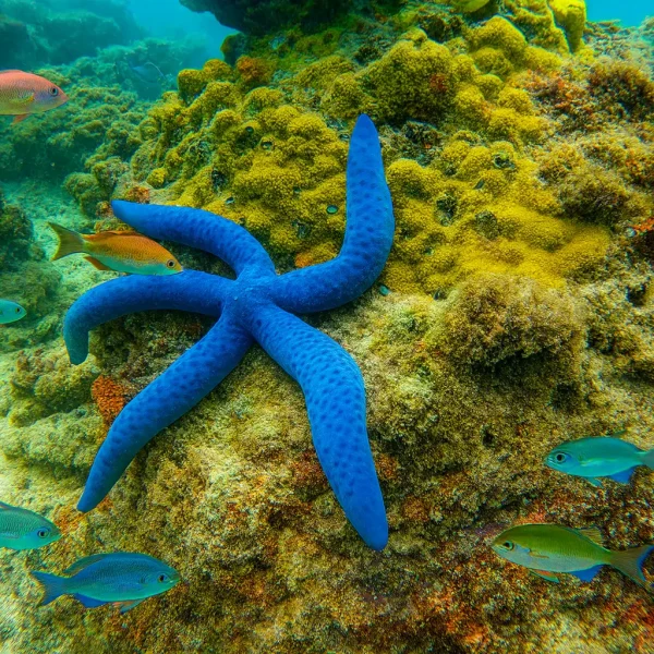 starfish at snorkeling tour